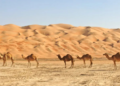 Saudi tourist visa programs