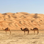Saudi tourist visa programs