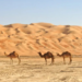 Saudi tourist visa programs